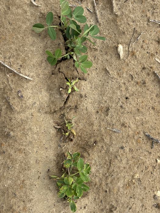 Two healthy plants to either side of an emerging plant, and one that has brown and yellow leaves due to Valor Injury.