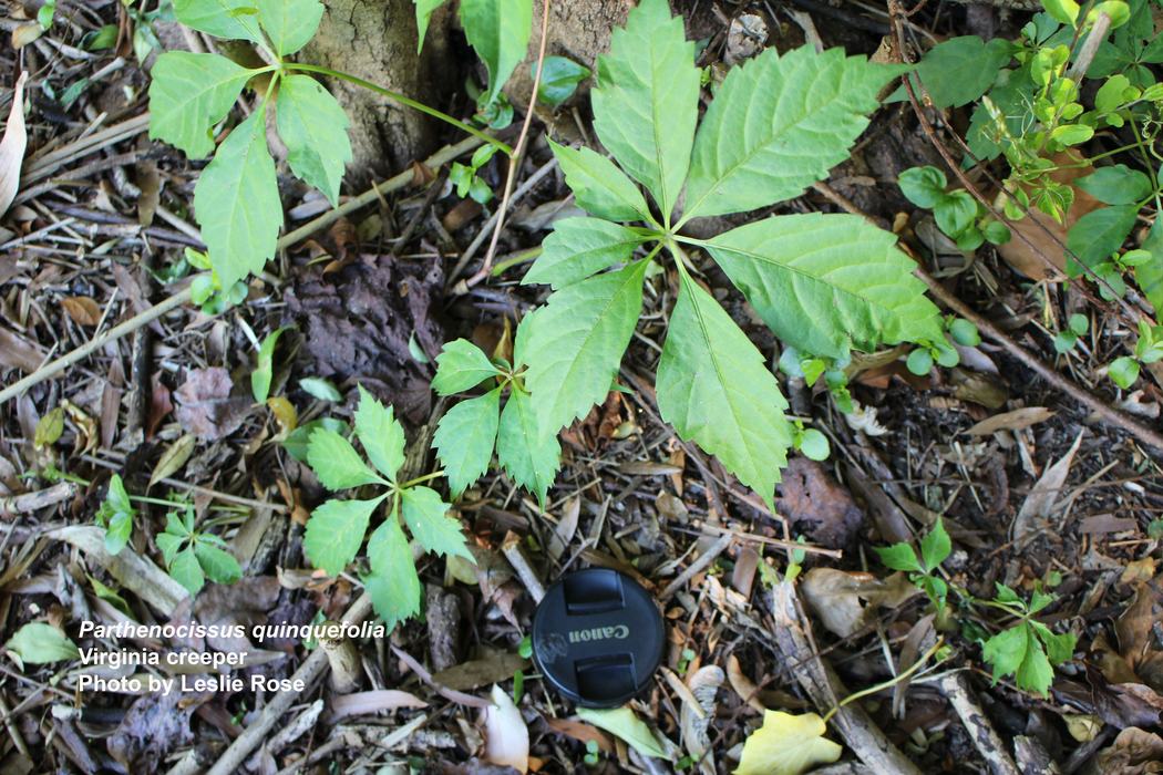 Virginia creeper vine