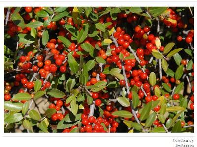 Fruit close-up; Jim Robbins; CC BY-NC-ND 4.0
