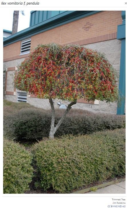 Trimmed Tree; Jim Robbins; CC BY-NC-ND 4.0