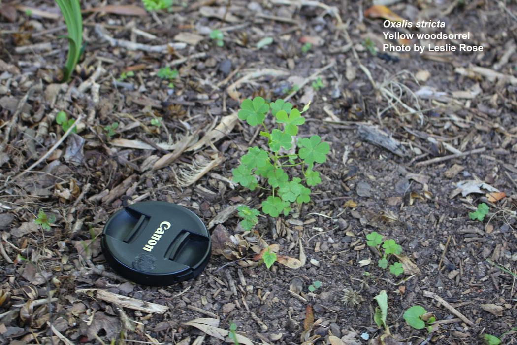 Small yellow woodsorrel plant with camera lens cap for scale.