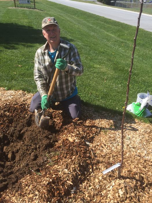 apple planting 