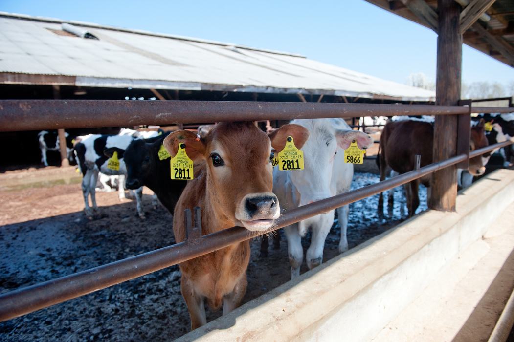 dairy cows on the farm