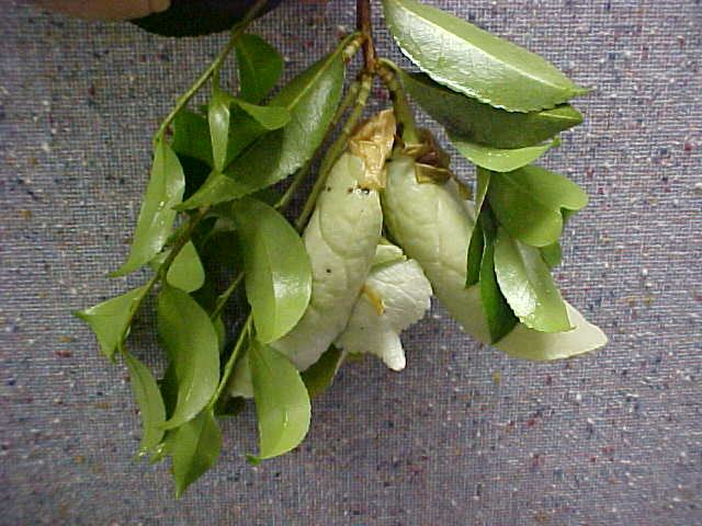 camellia leaf gall