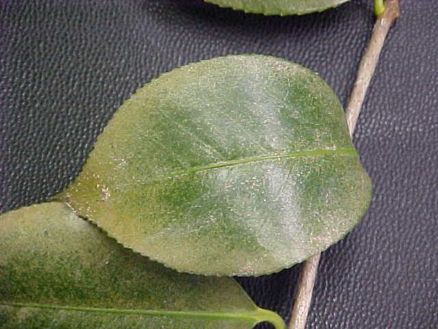 camellia spider mite