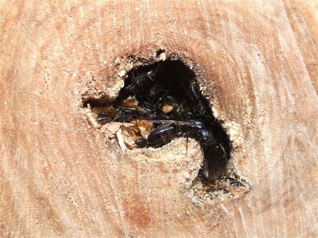 carpenter ants tree