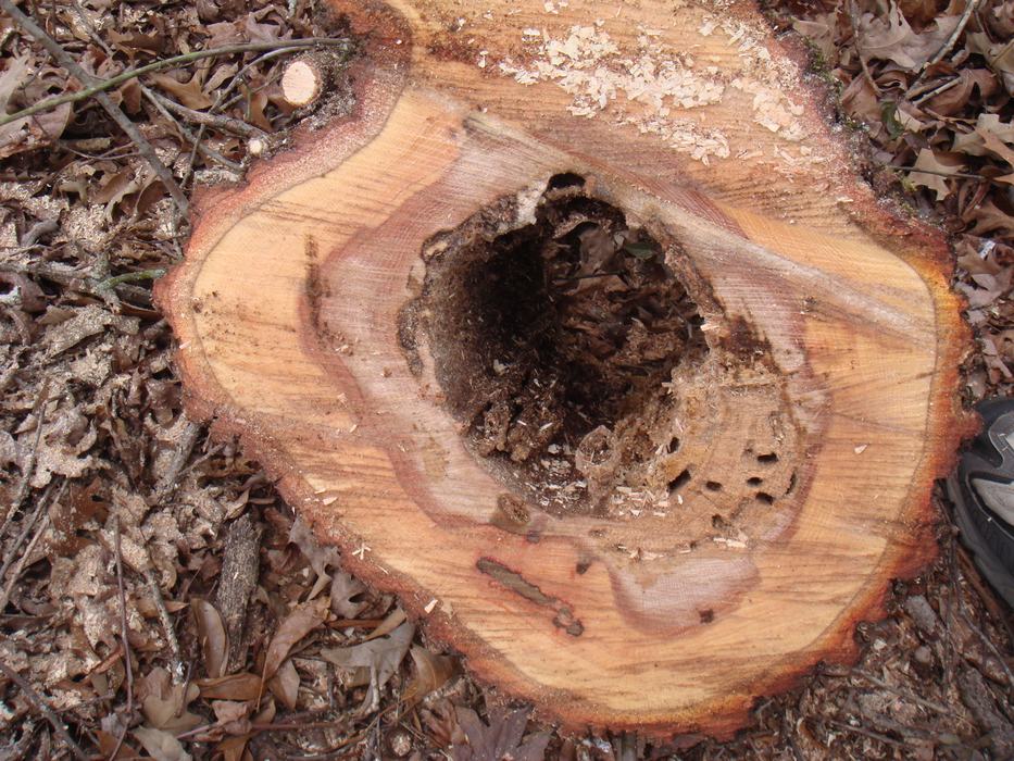 carpenter ants tree