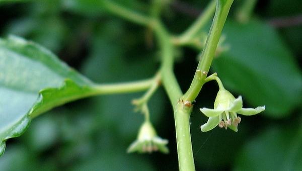 Oriental bittersweet green flowers are present in leaf axils.