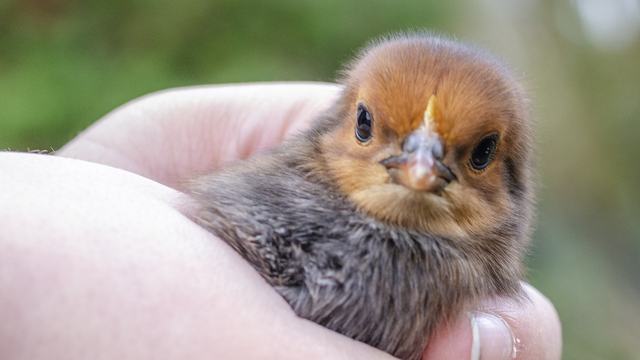 Baby Chicken