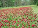Field of red clover flowers across a grassy clearing with pine trees beyond
