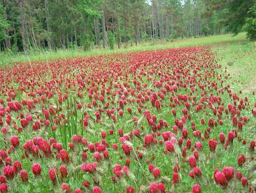 A field of red clover.