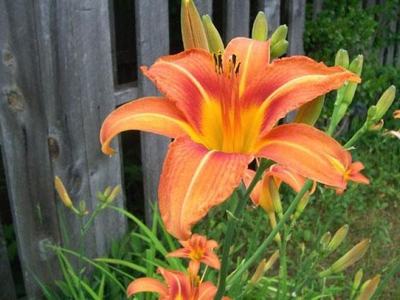 Daylily