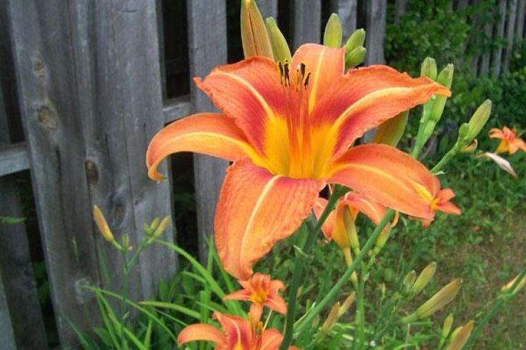 Daylily