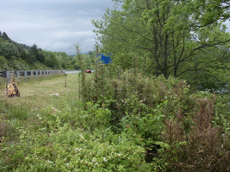 photo detail of rivercane branch showing absence of compressed basal 