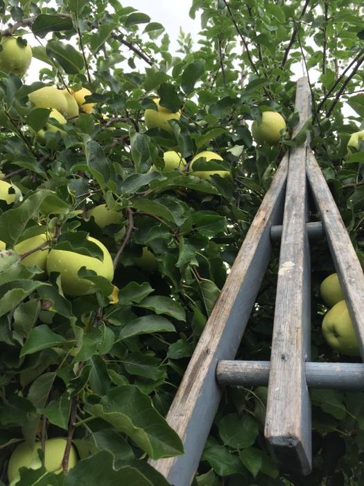 apple picking