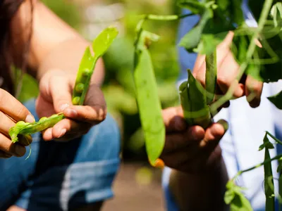 Harvesting garden peas