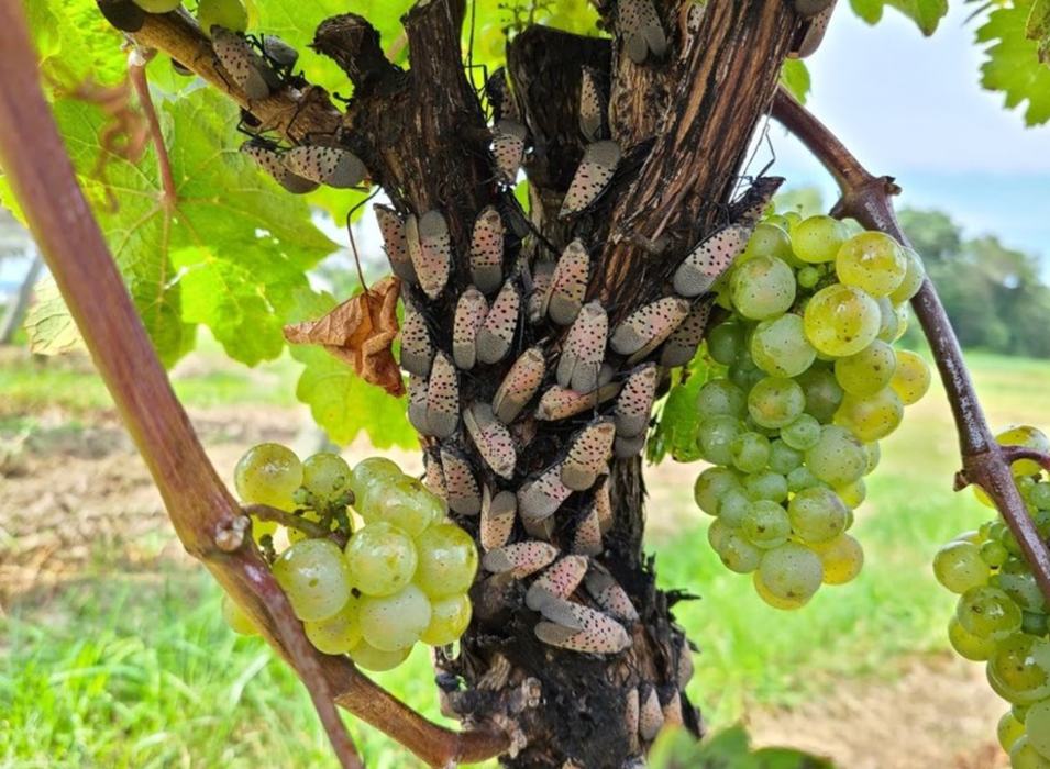 Many insects clusters on grapevine