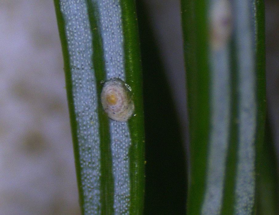 photo of scale insect on needle
