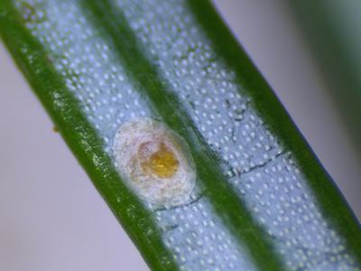 photo of scale insect on needle