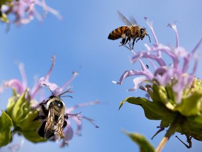 pollinators-7982752_1280