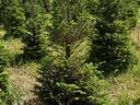 Young fir trees in a grassy tree farm under a clear blue sky