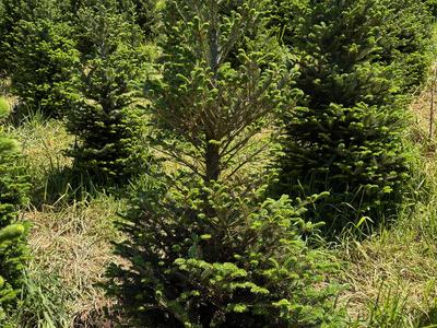 Young fir trees in a grassy tree farm under a clear blue sky