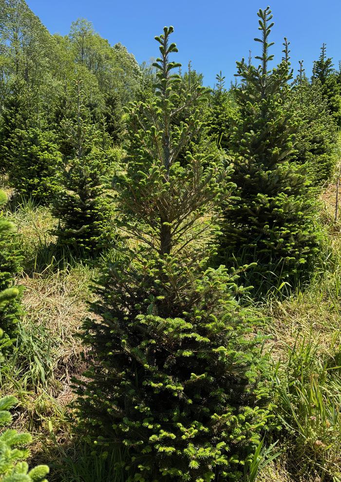 Young fir trees in a grassy tree farm under a clear blue sky