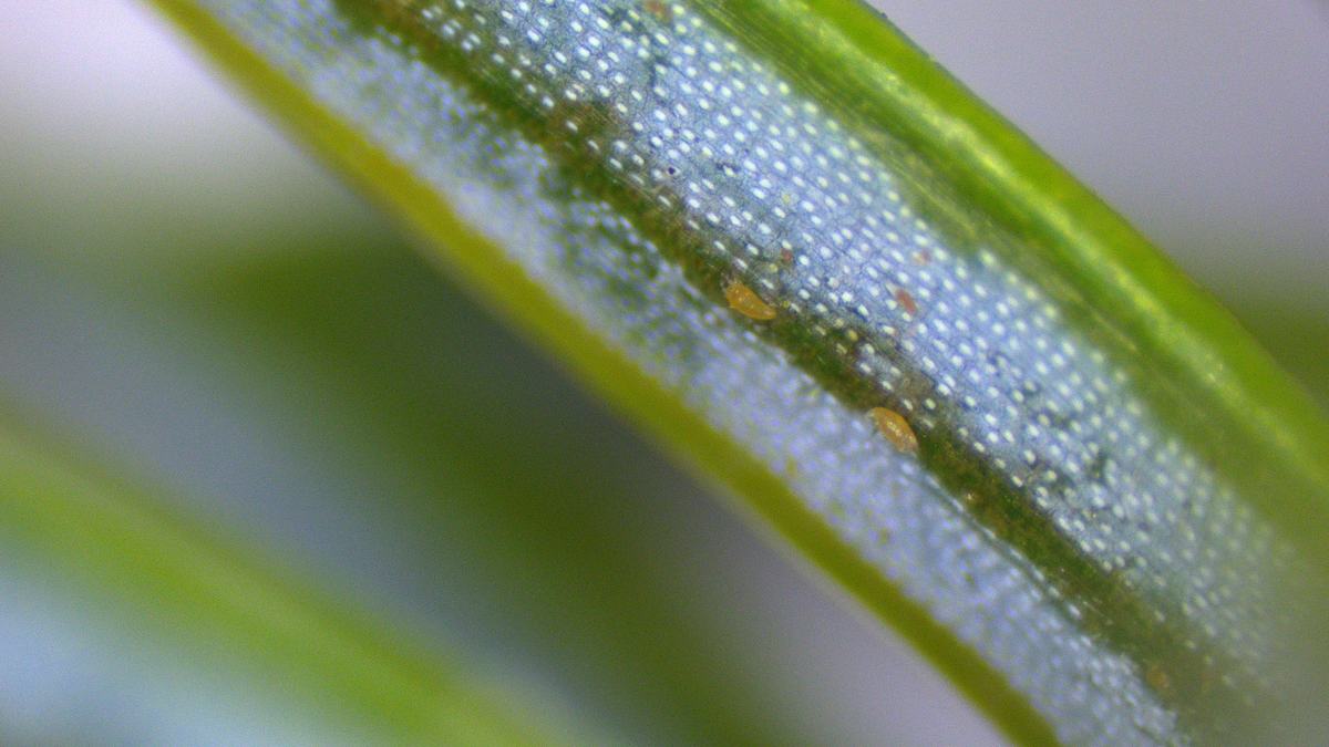 Green leaf edge showing two small orange mites on a textured surface
