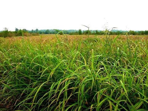 Tall green grass in a meadow with distant tree line under white sky