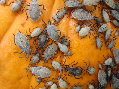 squash bug insects_CC0 Public Domain_pxhere.com