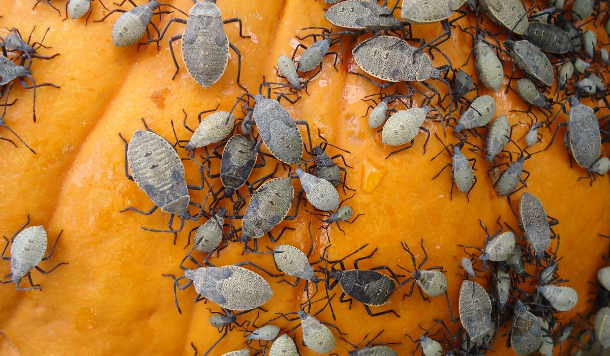 Squashed Insect Understanding Squash Bugs and Assassin Bugs - Lee County Center | N.C ...
