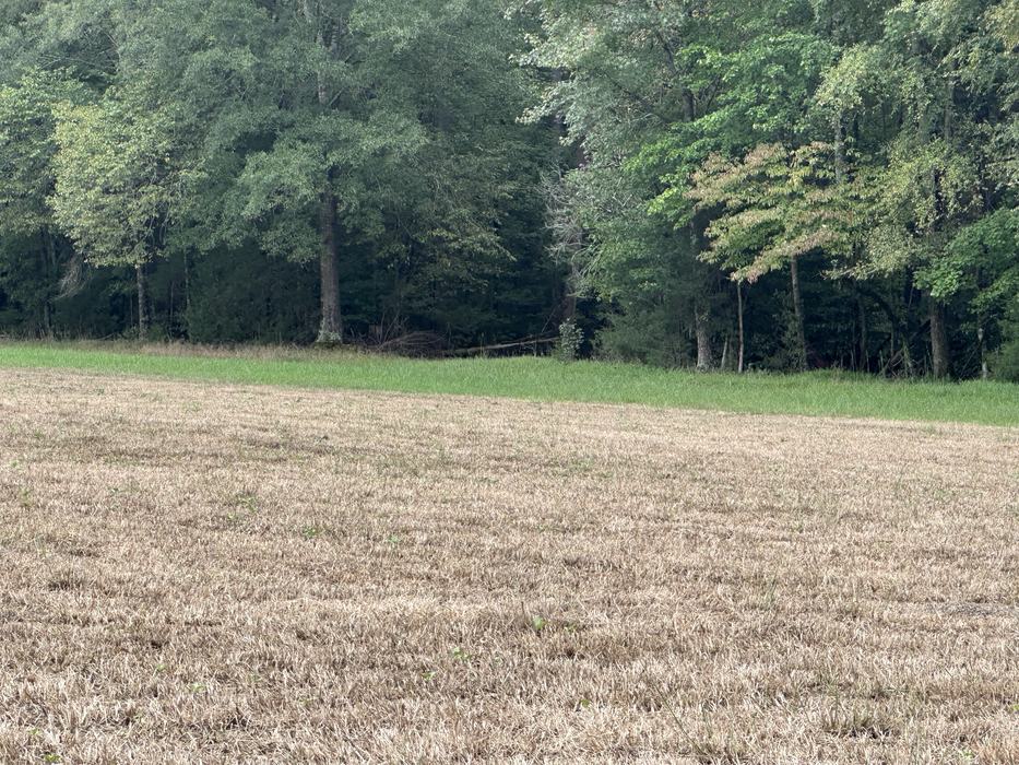 Dry brown field with a narrow green strip in front of a dense forest treeline