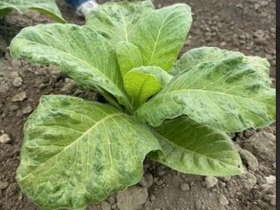 mottled, yellow and green, stunted tobacco plant infected with TMV