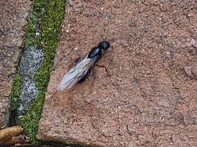 winged carpenter ant