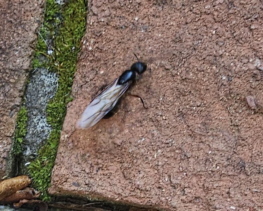 winged carpenter ant