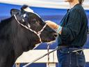 Adeline Thomas poses with a cow at a show.