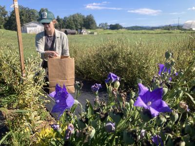 person holding a brown paper bag behind purple flowers in a field