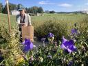 person holding a brown paper bag behind purple flowers in a field