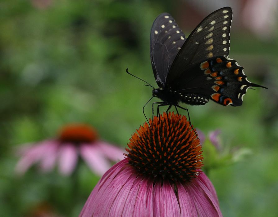 Black swallowtail butterfly on purple coneflower (Echinacea purpurea). Photo by Debbie Roos.