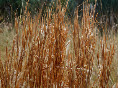 Tall dry golden-brown grasses with feathery seed heads in a field
