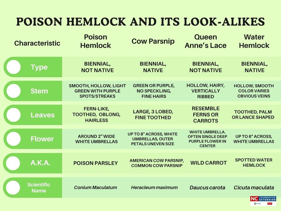 a chart comparing various identifying traits of poison hemlock, cow parsnip, queen anne's lace, and water hemlock