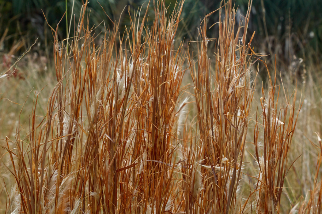 Broomsedge, long light brown grass in a field.