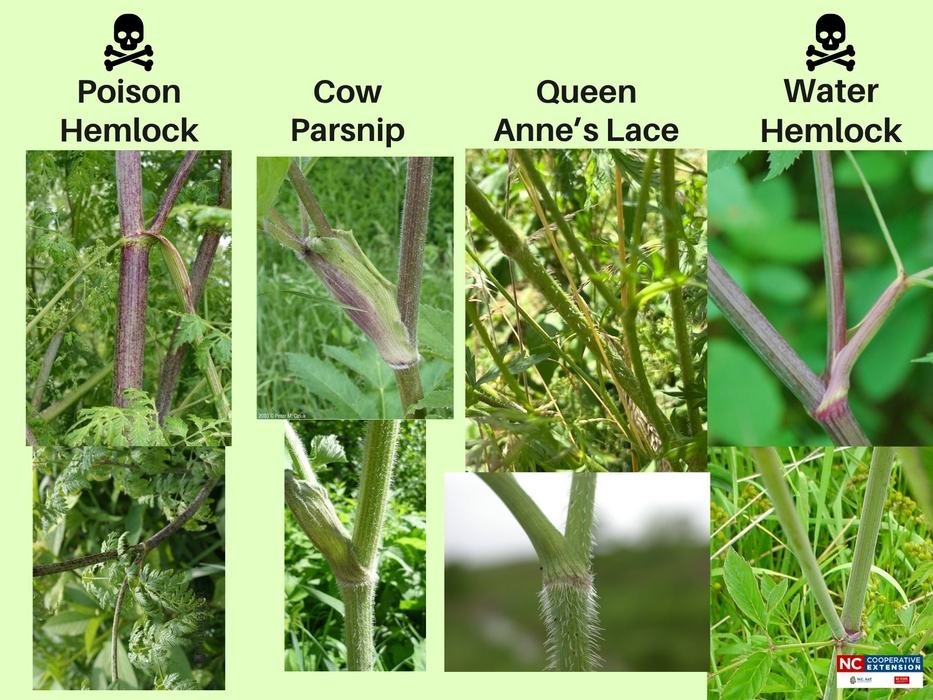 Photos comparing stem characteristics of poison hemlock, cow parsnip, queen anne's lace, and water hemlock