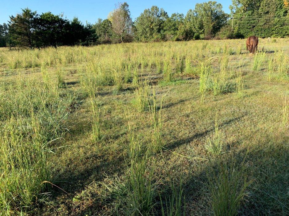 Brown horse grazing at field edge in a grassy pasture with trees in background