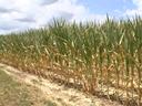 Corn crop