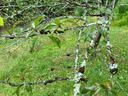 Black knot on a Plum tree