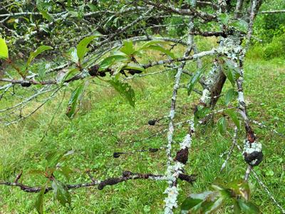 Black knot on a Plum tree