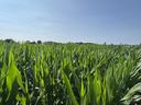 Young green corn plants in a field under a clear blue sky