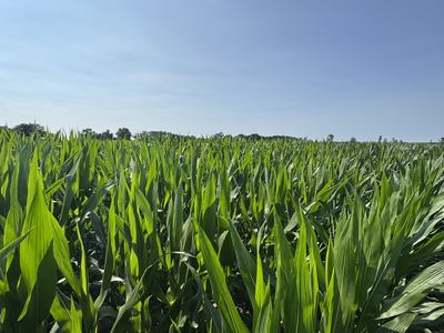Young green corn plants in a field under a clear blue sky