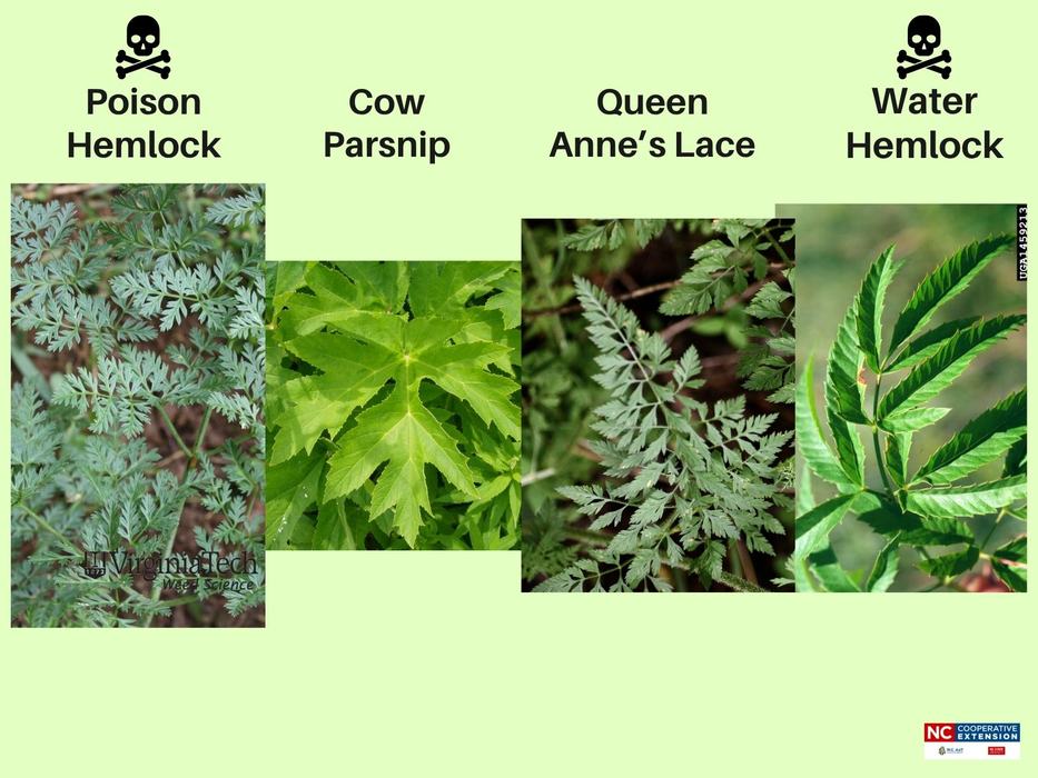 Photos comparing leaf characteristics of poison hemlock, cow parsnip, queen anne's lace, and water hemlock
